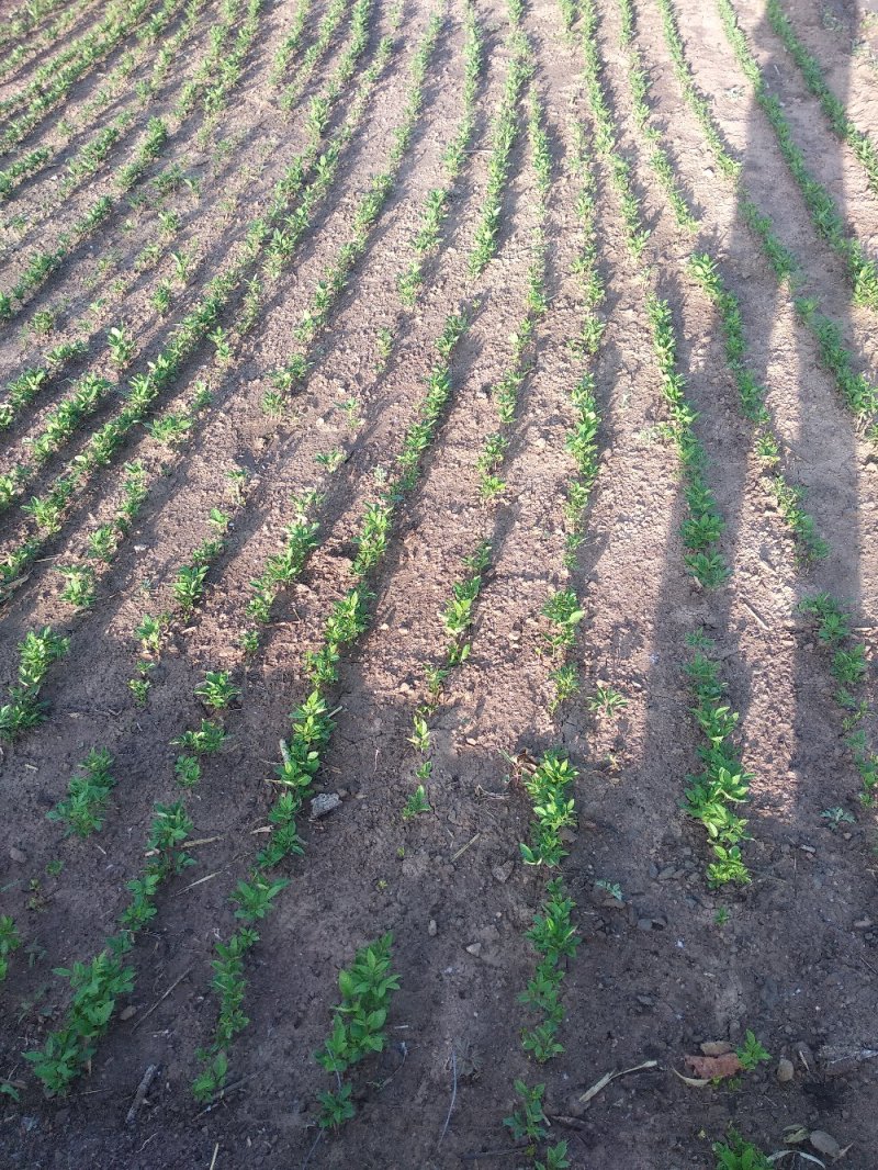 赤芍，白鲜皮，还有种苗要的联系我。