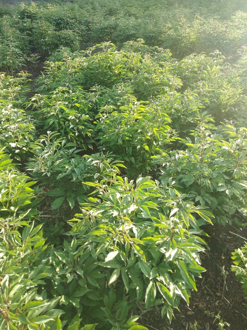 赤芍，白鲜皮，还有种苗要的联系我。