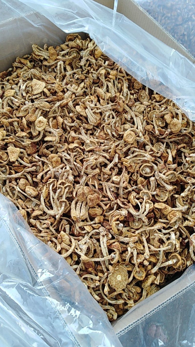 滑子菇好食材蘑菇上市了