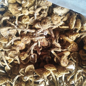 滑子菇好食材蘑菇上市了