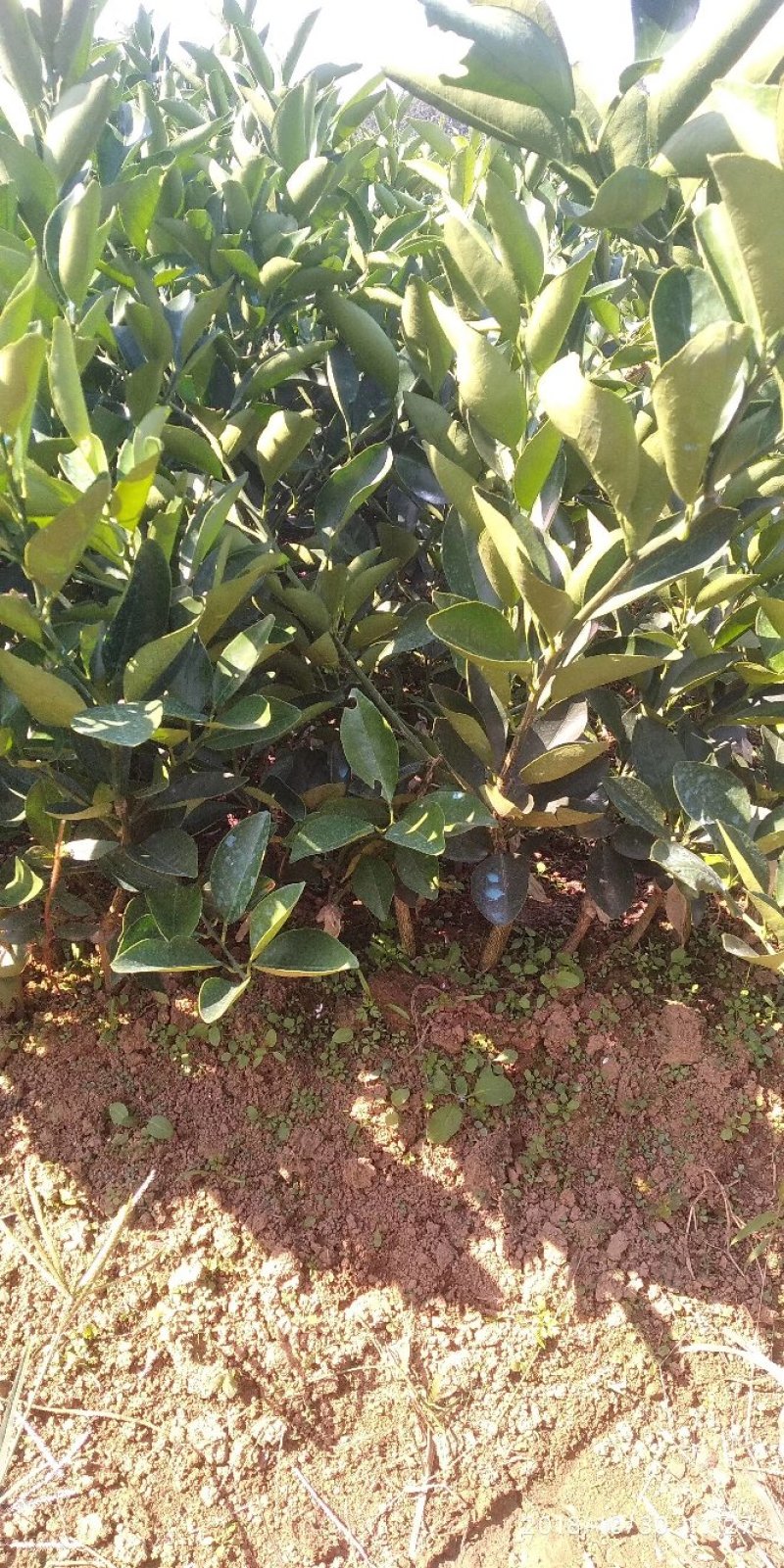 卡拉卡拉红肉脐橙苗，包正宗假一赔十，提供免费种植技术