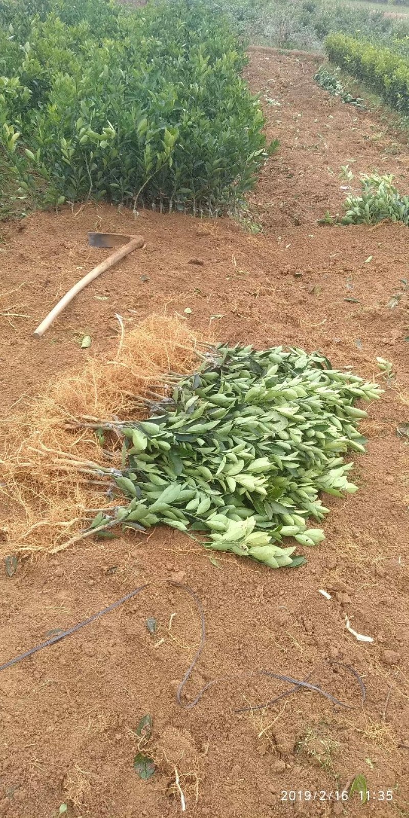 卡拉卡拉红肉脐橙苗，包正宗假一赔十，提供免费种植技术