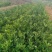 卡拉卡拉红肉脐橙苗，包正宗假一赔十，提供免费种植技术