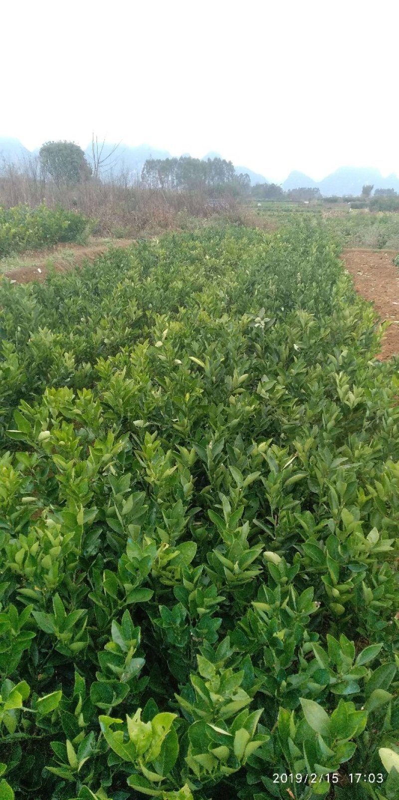 卡拉卡拉红肉脐橙苗，包正宗假一赔十，提供免费种植技术