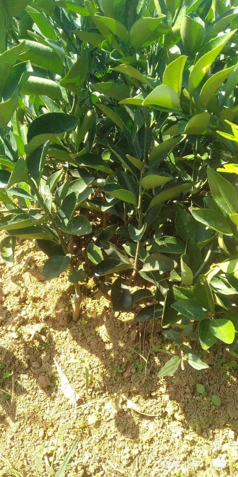 卡拉卡拉红肉脐橙苗，包正宗假一赔十，提供免费种植技术