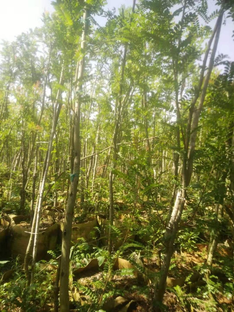 清香木苗