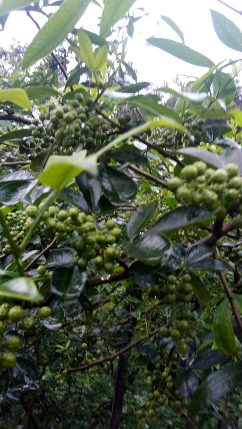 青花椒，粒粒可好。