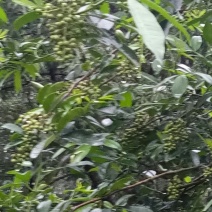 青花椒，粒粒可好。