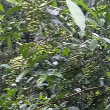 青花椒，粒粒可好。