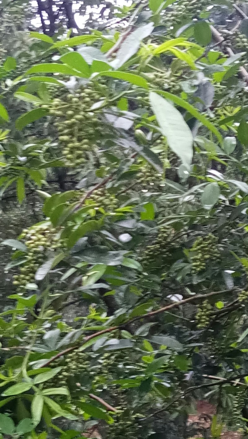 青花椒，粒粒可好。