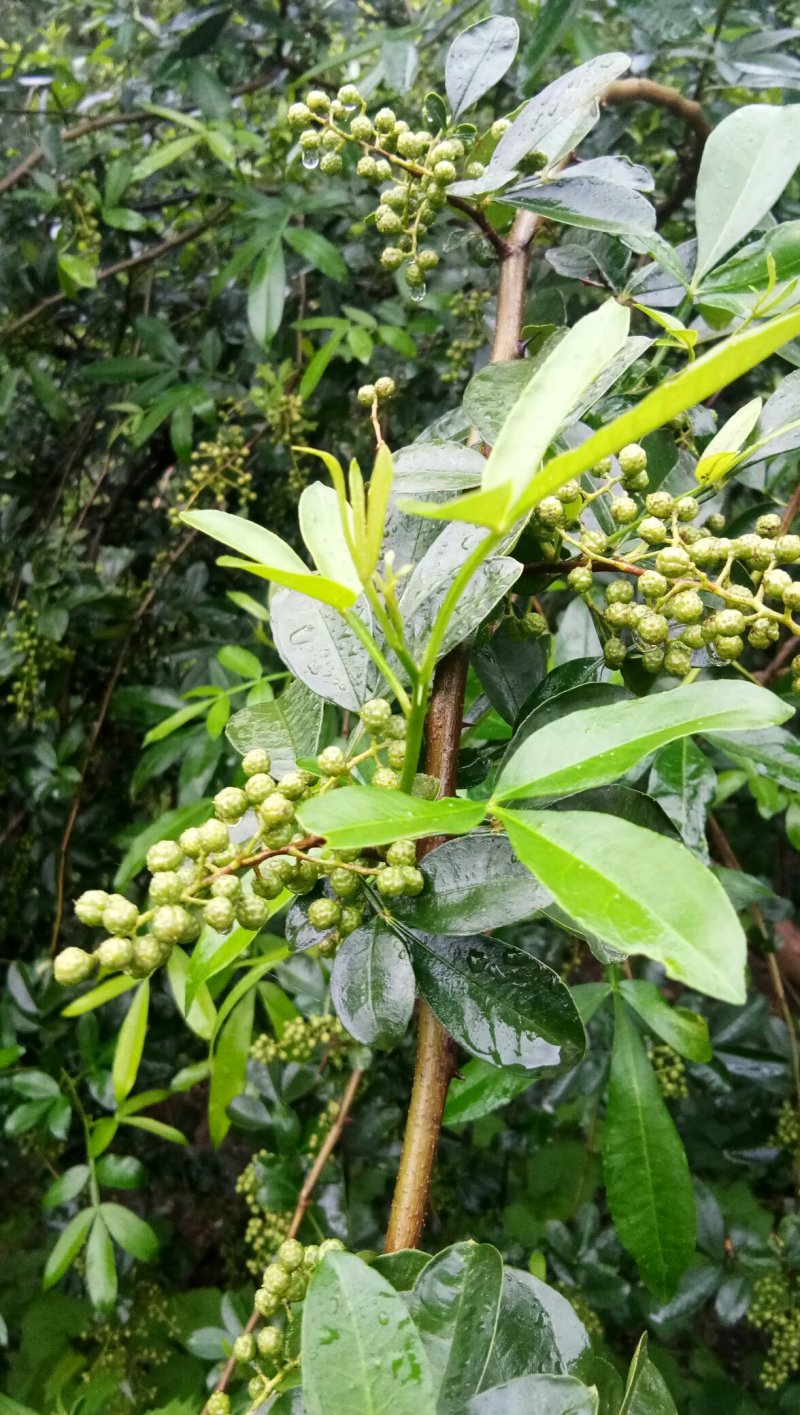 青花椒，粒粒可好。