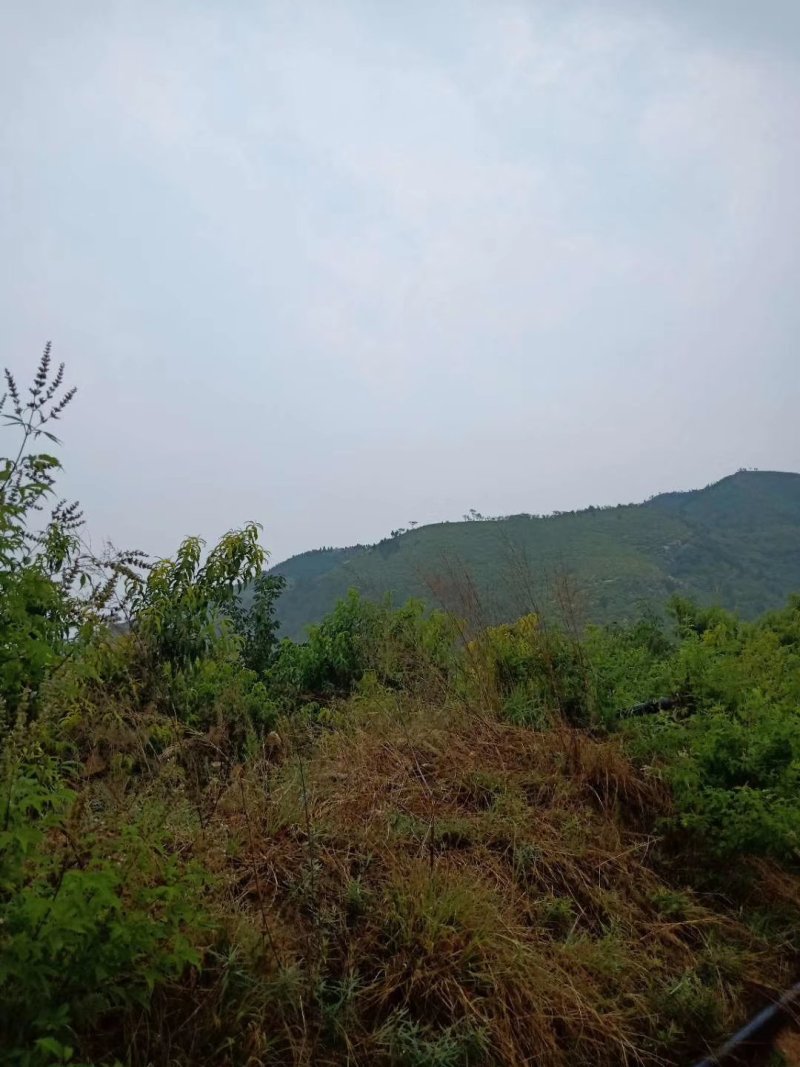 黄金桃