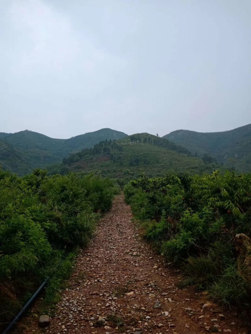 黄金桃
