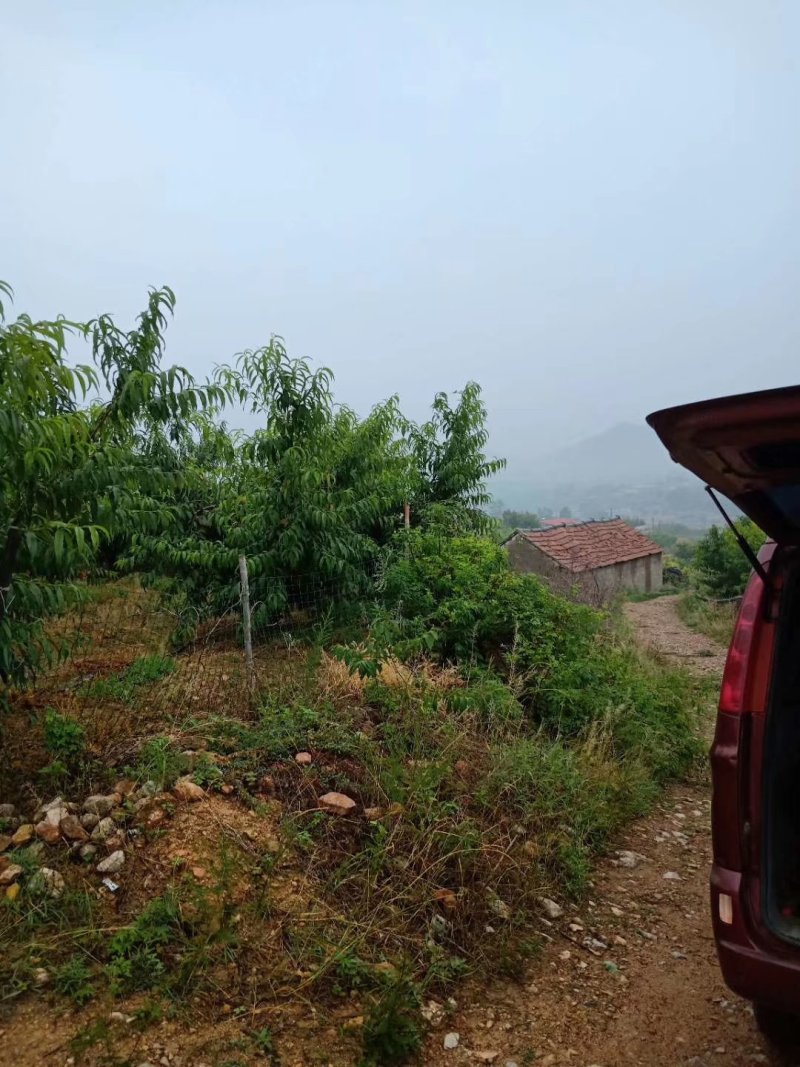 黄金桃