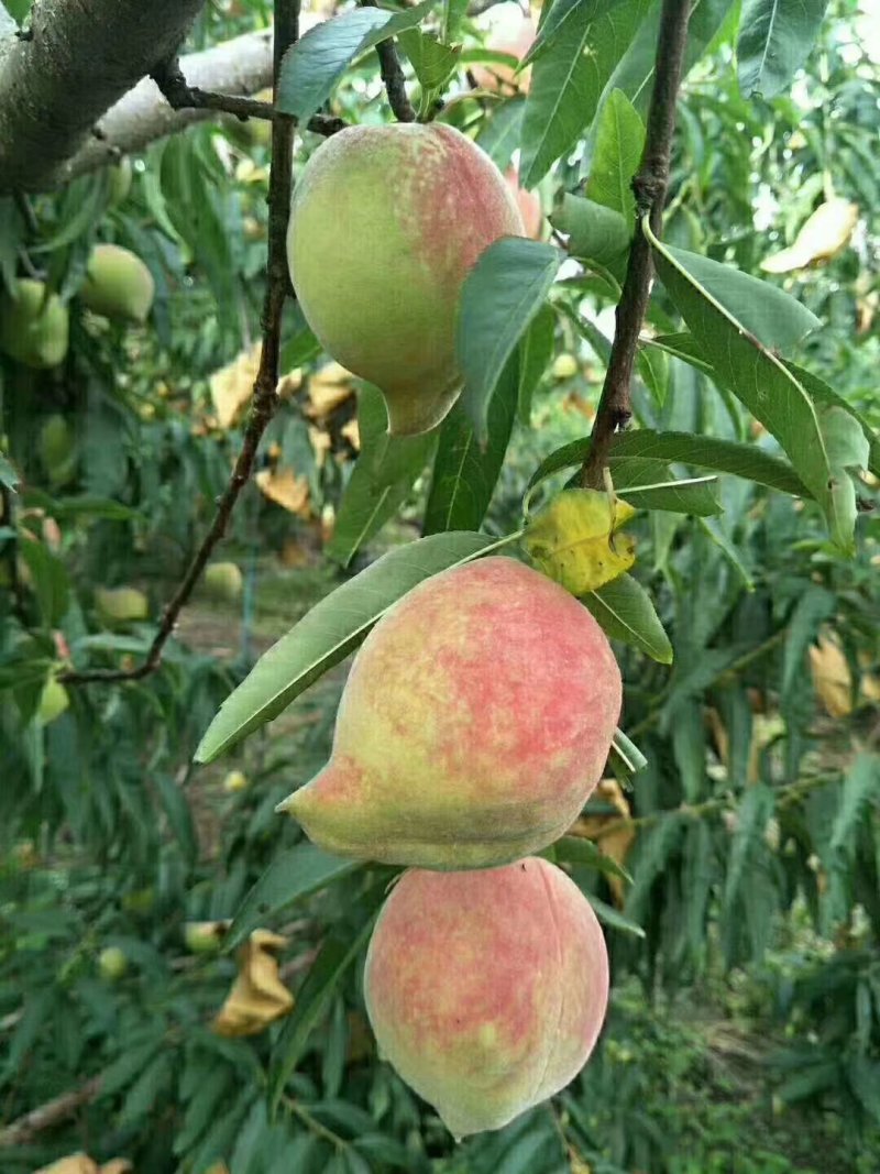 鹰嘴桃