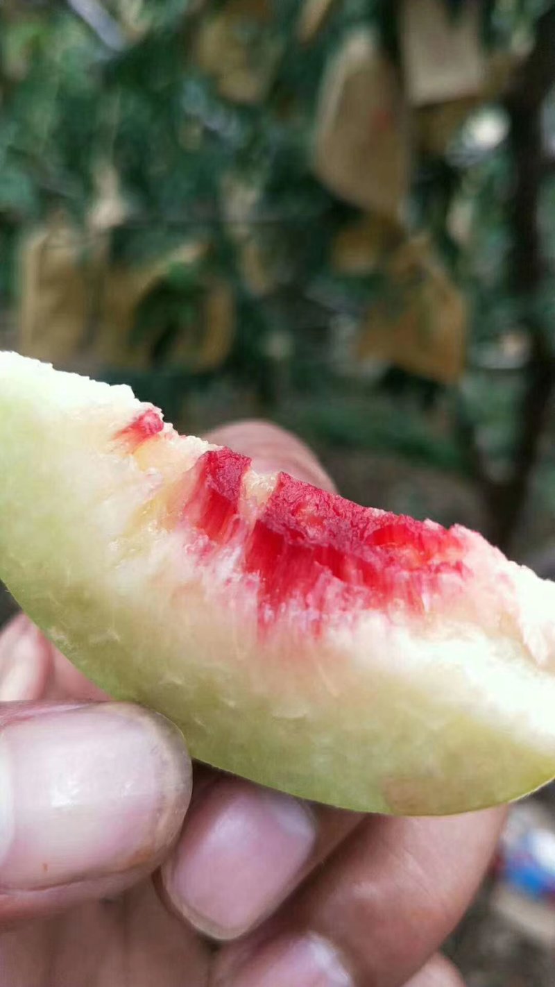 鹰嘴桃