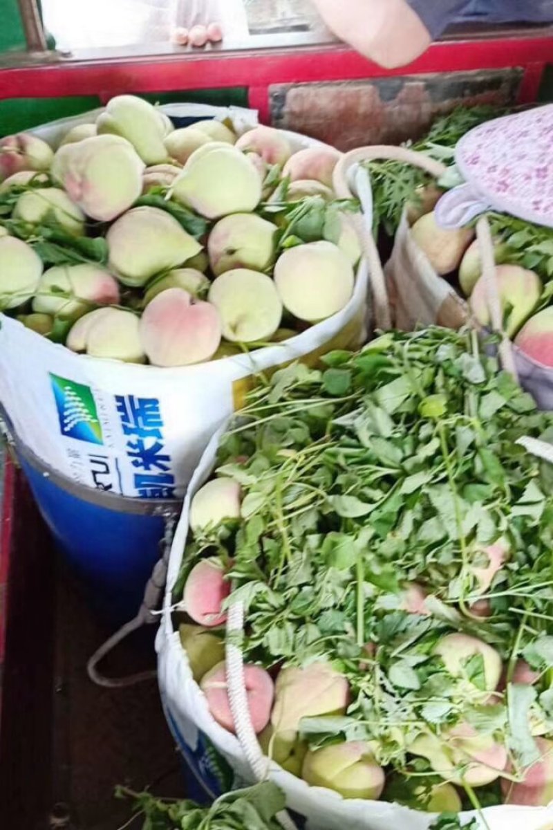 鹰嘴桃