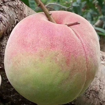 鹰嘴桃