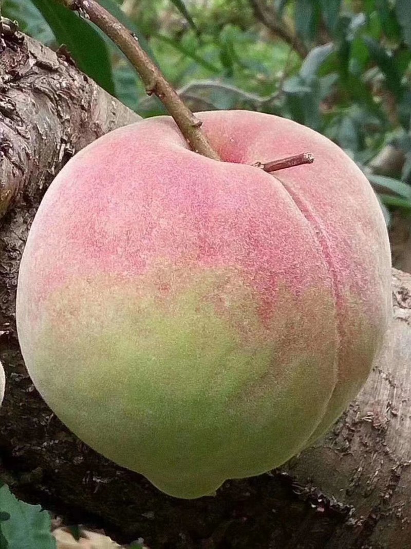鹰嘴桃