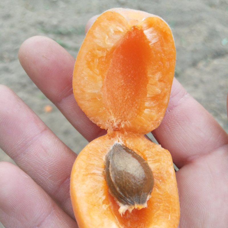 杏脯今年的鲜货