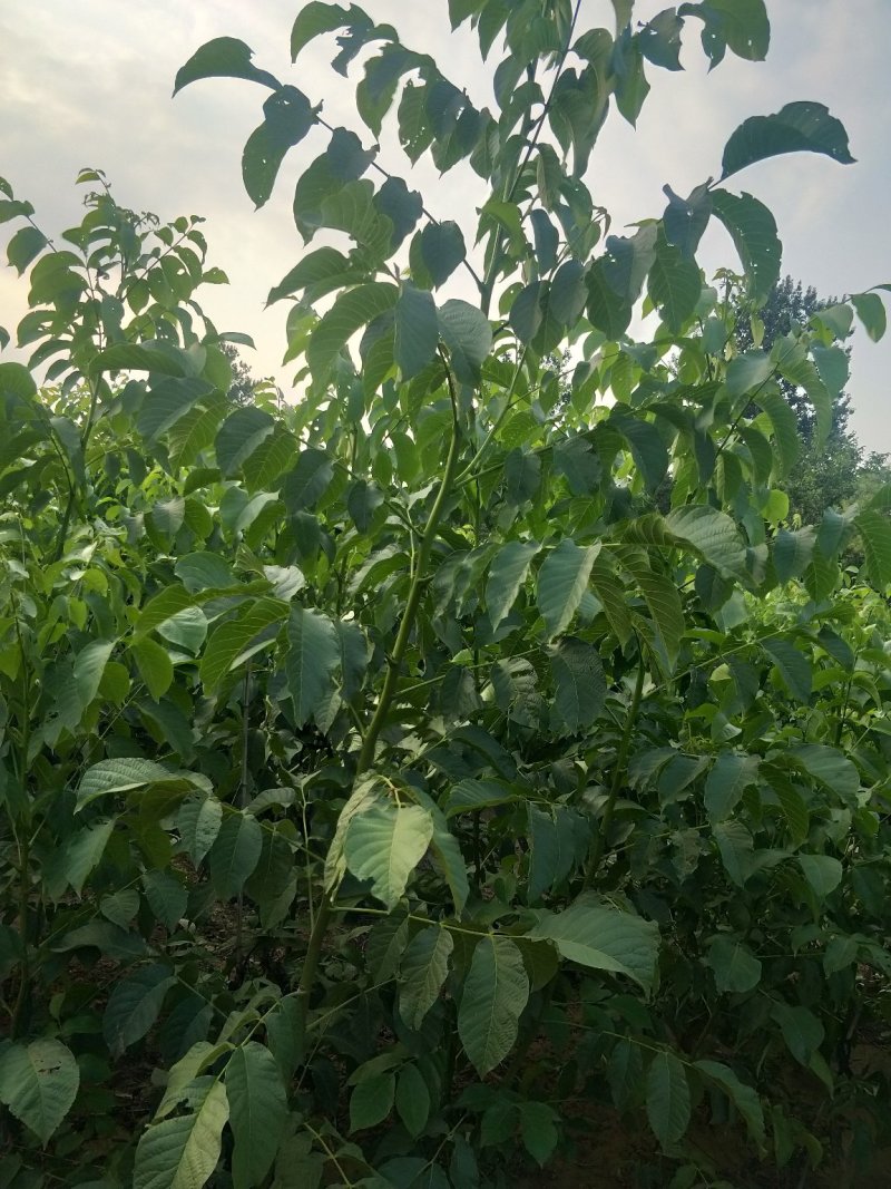 核桃树