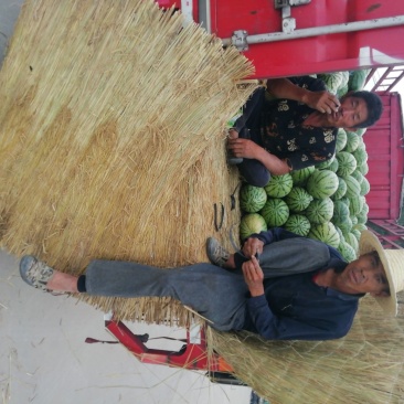 忻州西瓜大量上市质量好，量大优惠