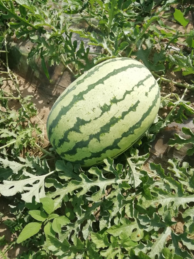 忻州西瓜大量上市质量好，量大优惠