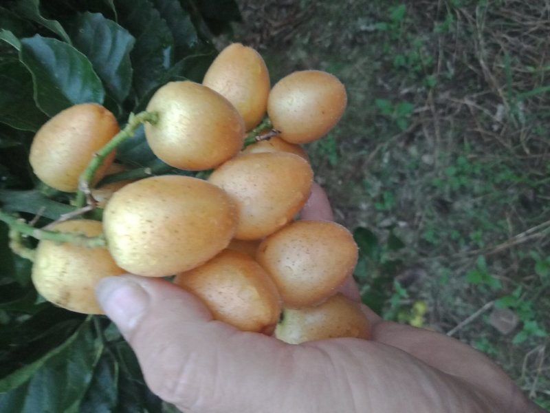 无籽黄皮准备上市。