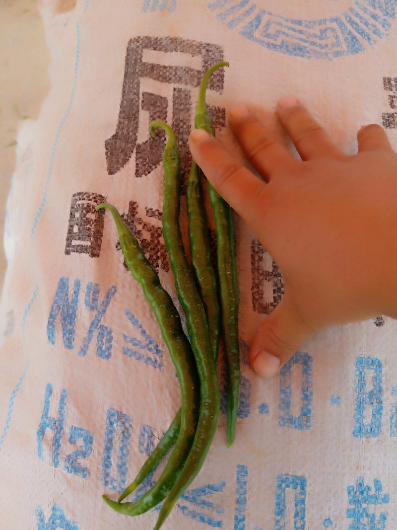 线椒