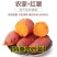 【特惠10斤】新鲜番薯沙地红薯蜜薯5斤2斤装黄心地瓜香薯