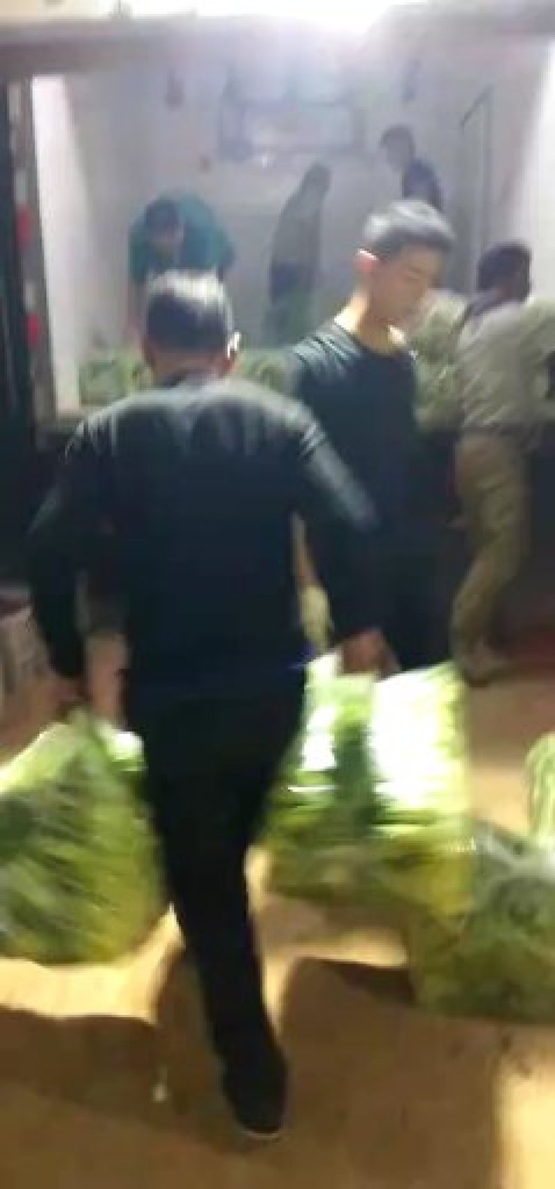 精品上海青，常年供应，保质保量，真诚合作，需要请联系
