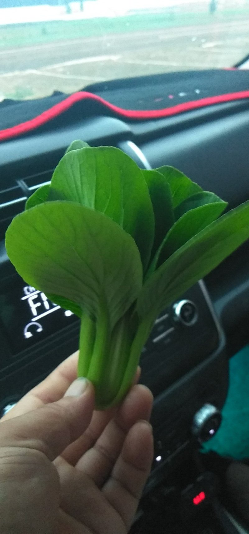 精品上海青，常年供应，保质保量，真诚合作，需要请联系
