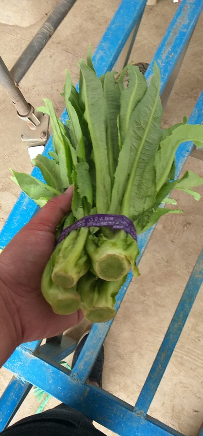 精品上海青，常年供应，保质保量，真诚合作，需要请联系