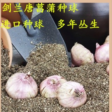 【10颗特价】多年生进口剑兰种球花苗唐菖蒲花卉种子绿植开
