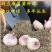 【10颗特价】多年生进口剑兰种球花苗唐菖蒲花卉种子绿植开