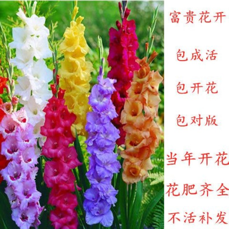 【10颗特价】多年生进口剑兰种球花苗唐菖蒲花卉种子绿植开