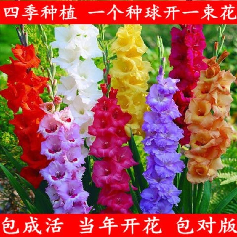 【10颗特价】多年生进口剑兰种球花苗唐菖蒲花卉种子绿植开