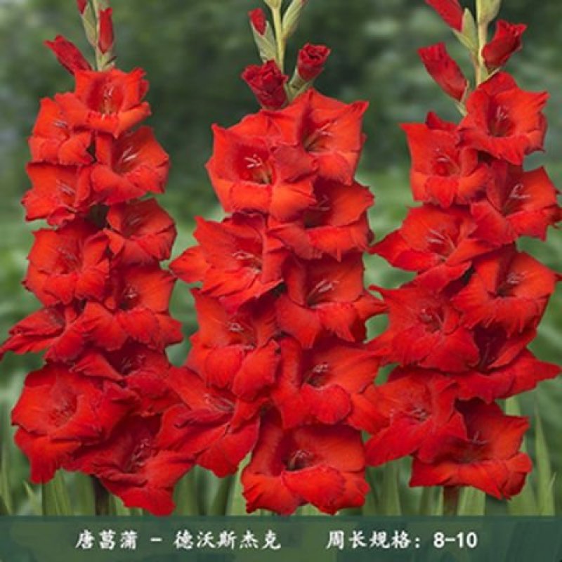 【10颗特价】多年生进口剑兰种球花苗唐菖蒲花卉种子绿植开