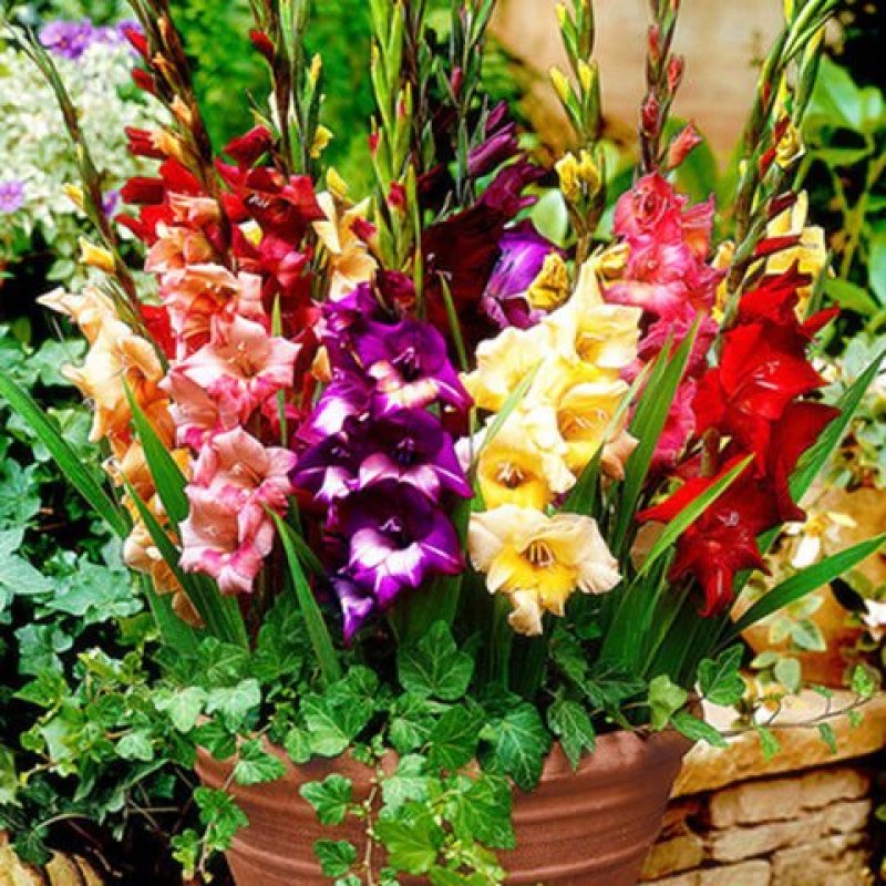 【10颗特价】多年生进口剑兰种球花苗唐菖蒲花卉种子绿植开