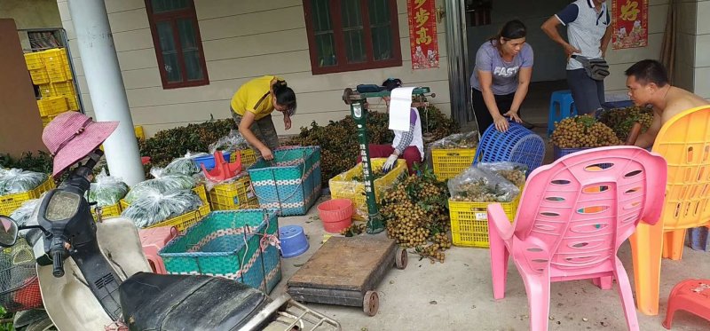 百年老树桂圆，口感独特、过齿留香，质优价廉，量大从优