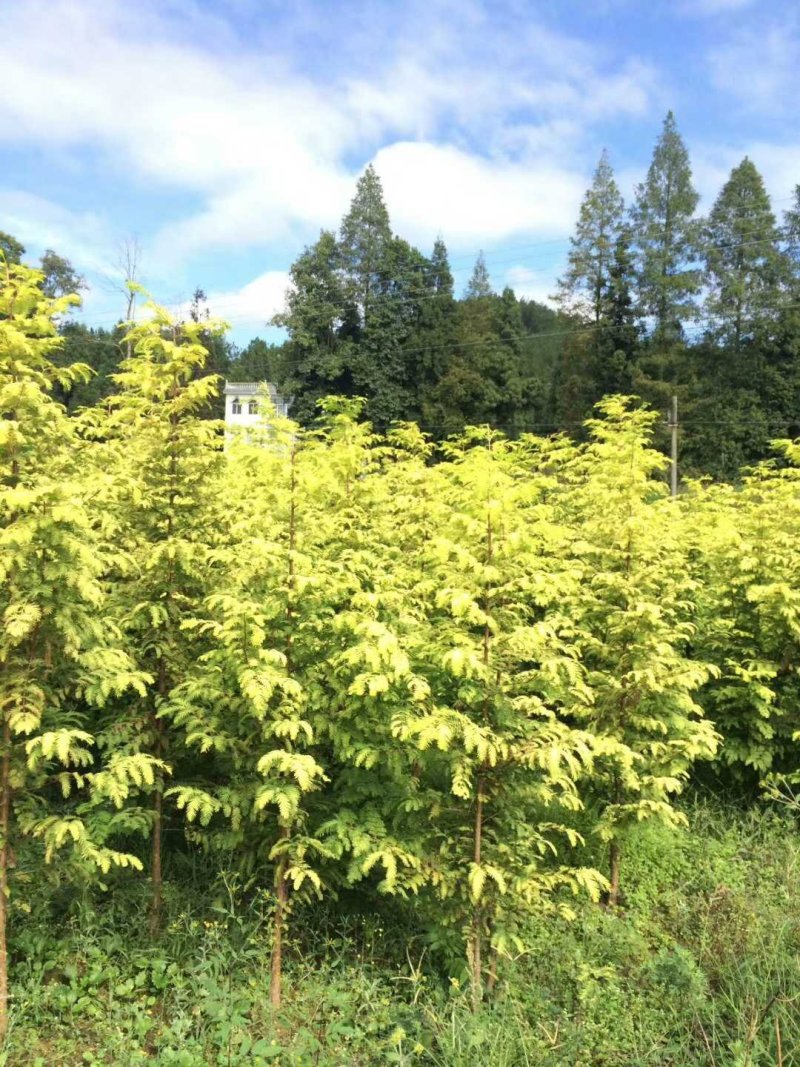 金叶水杉、水杉，国家一级保护植物