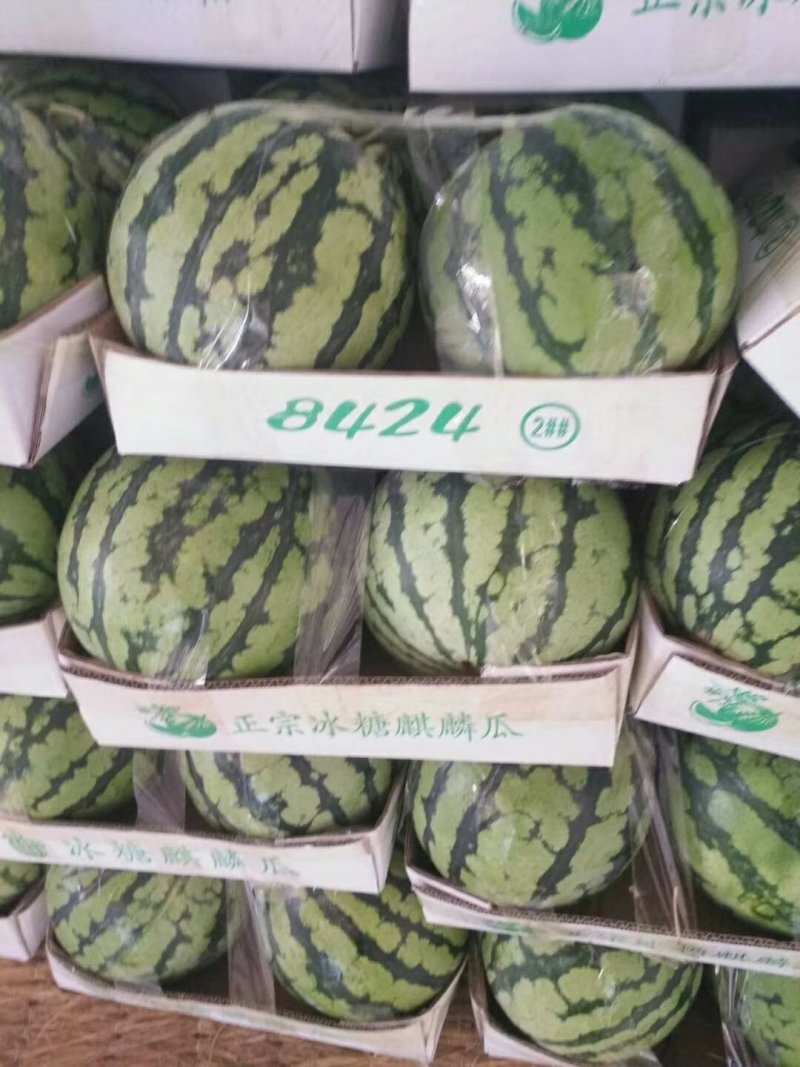 河南开封西瓜大量供应质量保证诚信经营货源充足