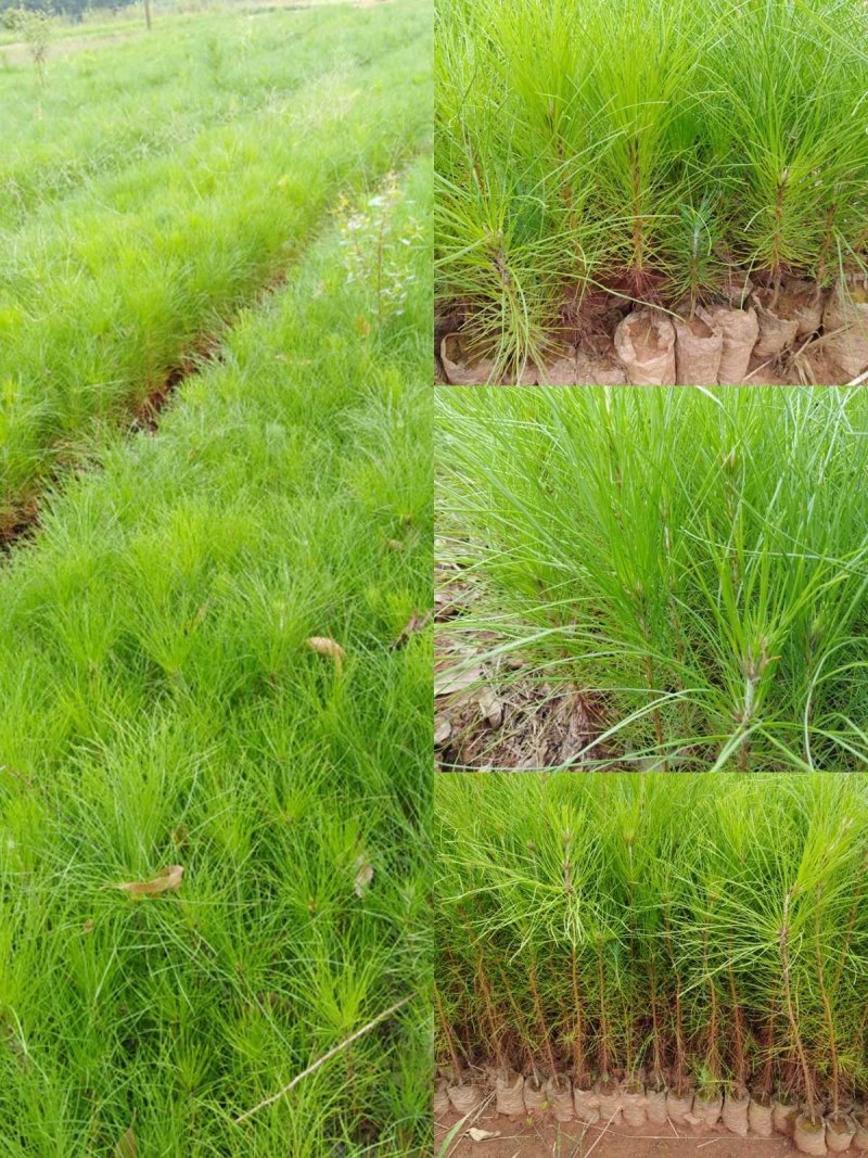湿地松，湿地松袋苗，赣州湿地松