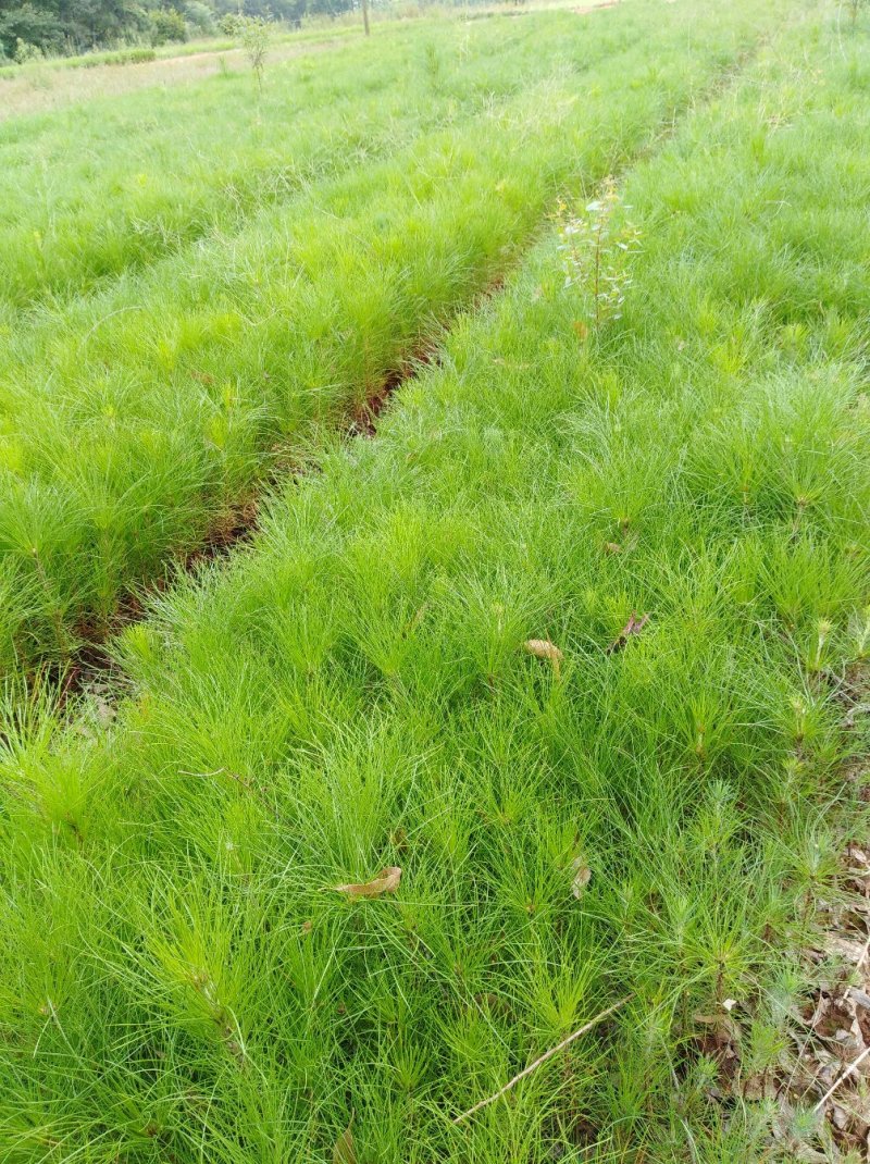湿地松，湿地松袋苗，赣州湿地松