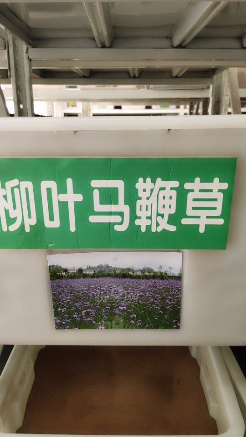 柳叶马鞭草种子
