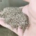 柳叶马鞭草种子