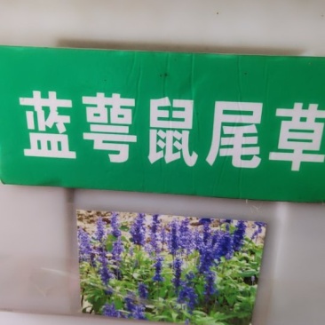 蓝花鼠尾草种子