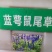 蓝花鼠尾草种子