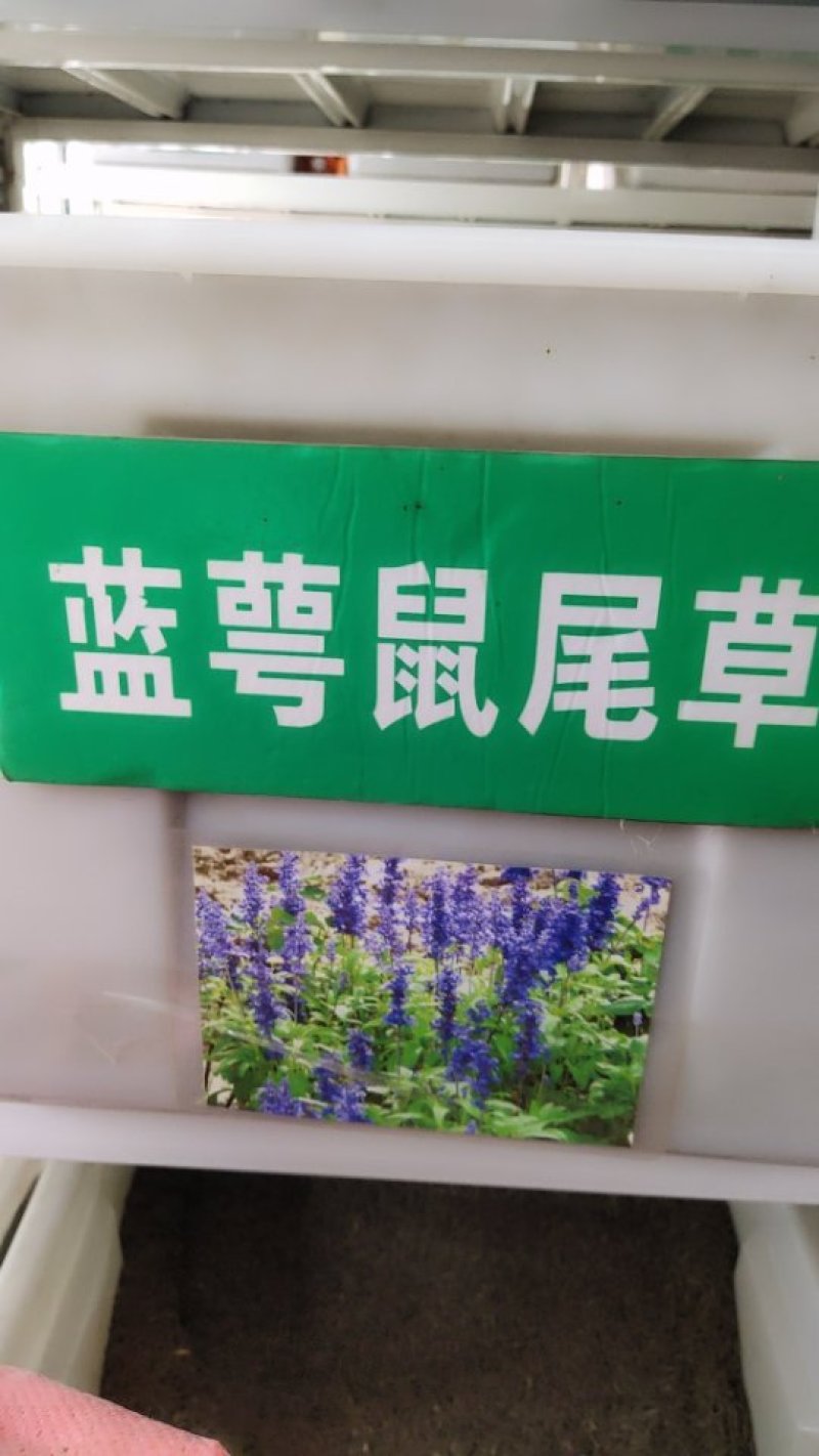 蓝花鼠尾草种子
