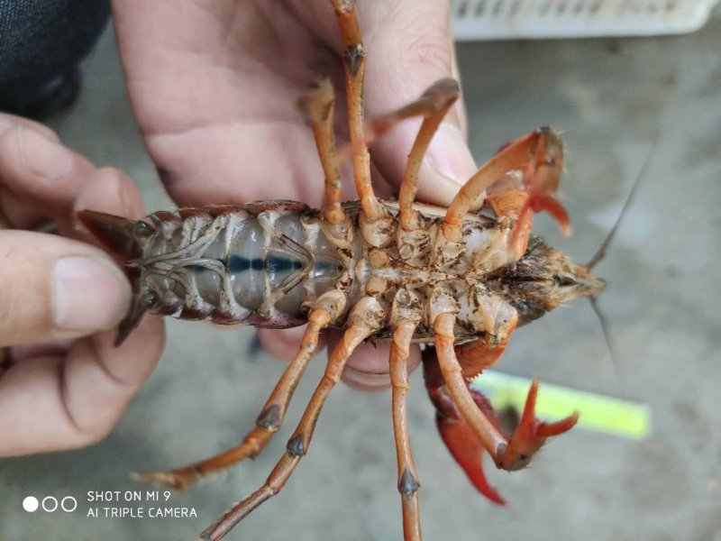 湖北潜江小龙虾批发大量供应
